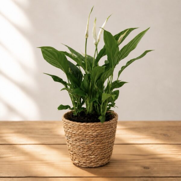 spathiphyllum